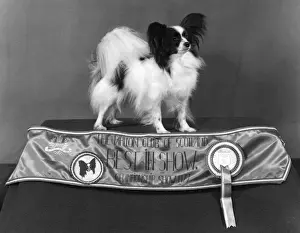 Fall Dog Show Prints: Fall / Papillon / 1977