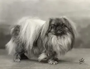 Pekingese Dog Breed Prints: Fall / Pekingese / 1932