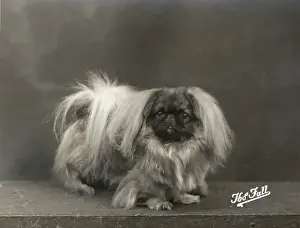Pekingese Dog Breed Prints: Fall / Pekingese / 1937