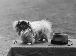 Retro Animal Images Prints: Fall / Pekingese / 1949