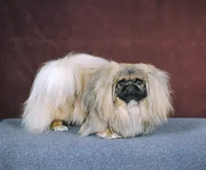 Pekingese Dog Prints: Fall / Pekingese / 1971