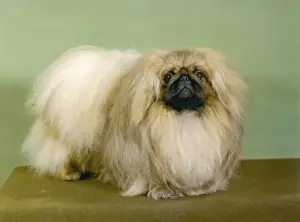 Pekingese Dog Breed Prints: Fall / Pekingese / 1977