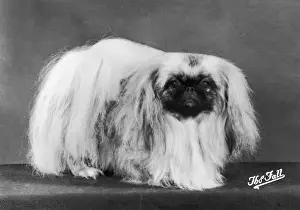 Pekingese Dog Breed Prints: Fall / Pekingese / 1980