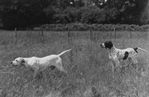 Fall/Pointers in field Fall/Pointers in field