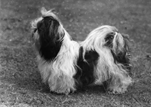 Fall/Shih Tzu/Champion Ta Chi of Taisan Fall/Shih Tzu/Champion Ta Chi of Taisan