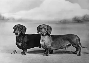 Fall/Smooth-haired dachshunds owned by Mr J E Langdale Fall/Smooth-haired dachshunds owned by Mr J E Langdale