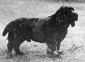 Fall/Sussex Spaniel Champion Okimat of Fourclovers Fall/Sussex Spaniel Champion Okimat of Fourclovers