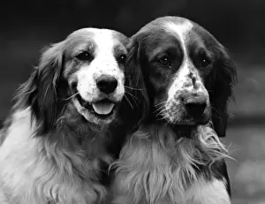 Welsh Springer Spaniel Prints: Fall / Welsh Springer / 1934