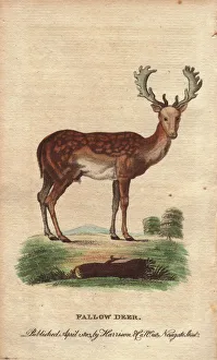 Fallow deer with mottled back and large antlers, Dama dama Fallow deer with mottled back and large antlers, Dama dama