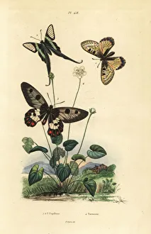 False apollo, white dragontail and clearwing swallowtail False apollo, white dragontail and clearwing swallowtail