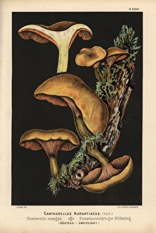 False chanterelle, Hygrophoropsis aurantiaca, dubious False chanterelle, Hygrophoropsis aurantiaca, dubious