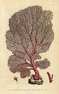 Fan gorgonia, Venus fan, gorgonian, sea whip Fan gorgonia, Venus fan, gorgonian, sea whip
