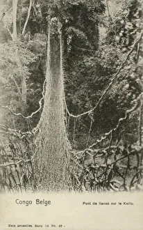 Fantastic Rope Bridge - Belgian Congo, Central Africa Fantastic Rope Bridge - Belgian Congo, Central Africa