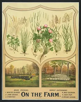 Rural Farming Scenes Prints: On the farm