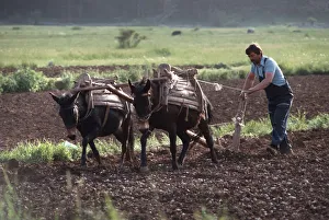 Farmer ploughing using two working mules Njegusi, Montenegro Farmer ploughing using two working mules Njegusi, Montenegro