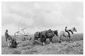Agricultural Landscape Art Prints: Farming / Reaping 1899