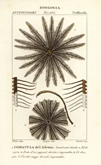 Feather star crinoid, Oligometrides adeonae Feather star crinoid, Oligometrides adeonae