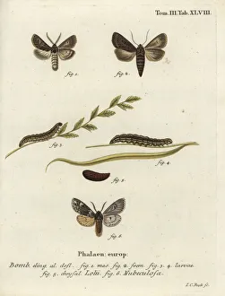 Feathered gothic and Rannoch sprawler moths Feathered gothic and Rannoch sprawler moths
