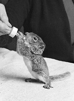 Feeding a baby squirrel, reared in the home Feeding a baby squirrel, reared in the home