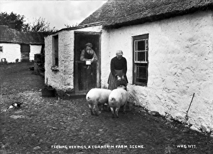 Feeding Her Pigs, a Co. Antrim Farm Scene Feeding Her Pigs, a Co. Antrim Farm Scene