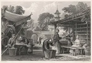 Silkworms and Mulberry Leaves Print