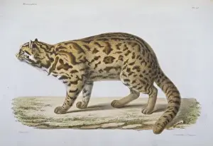 Prints of Plate 57 from Recherches pour servir a l histoire naturelle des Mammifcres, Vols. 1-4, 1868-74, by Dr. Henri Milne-Edwards (1800-1885) and Dr. Alphonse Milne-Edwards (1835-1900) Leopard Cat Prints: Felis scripta Print, 1868-74