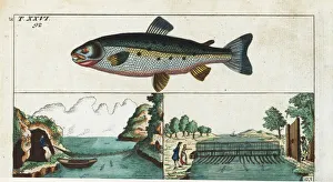 Female Atlantic salmon, Salmo salar, and fishing methods Female Atlantic salmon, Salmo salar, and fishing methods