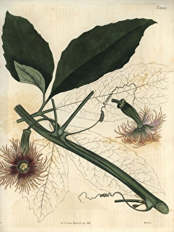 Female pedate feuillaea, Feuillaea pedata or Female pedate feuillaea, Feuillaea pedata or