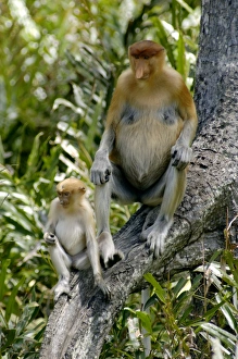 Female Proboscis monkey with an infant came with Female Proboscis monkey with an infant came with