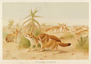 Prints of Canis zerda. Fox-like creature from Africa, notable for its very long ears. All the better to hear you with Fennec Fox Prints: Fennec Fox Print - A Fennec Canis zerda with exceptionally long ears