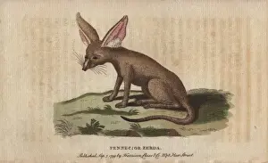 Naturalist Pocket Magazine Prints: Fennec fox or zerda, Vulpes zerda