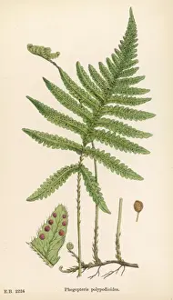 Antique Botanical Prints Online Prints: Ferns Phegopteris Poly