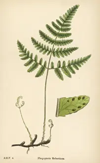 Rare Plant Illustrations Prints: Ferns Phegopteris Rob