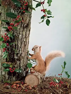 Holly And Mistletoe Prints: Festive Red Squirrel Print with Holly and Winter Hoard