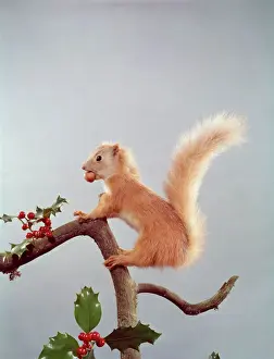 Squirrel Prints: Festive Nutty Squirrel Print: Red Squirrel on Holly Branch