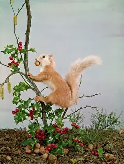 Holly And Mistletoe Prints: Festive Nutty Squirrel Print