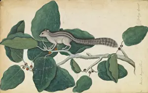 Related Prints: Ficus benghalensis and Squirrel Print, circa 1779