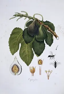 Fig Tree Illustration Prints: Ficus carica, fig tree