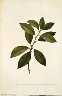 Captain James Cook Prints: Ficus obliqua, small leaved fig tree