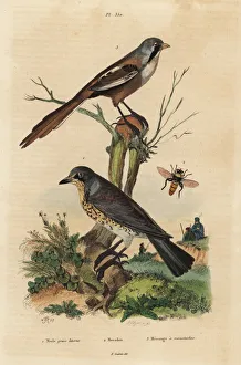 Fieldfare, Turdus pilaris, and bearded reedling Fieldfare, Turdus pilaris, and bearded reedling