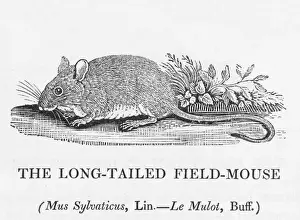 Prints of mus sylvaticus - the LONG- TAILED FIELD-MOUSE : this is the Country Mouse of Aesops fable, who prefers to risk reapers and predator birds to adopting an urban lifestyle Long-tailed Mouse Prints: Long-tailed Field-Mouse Print (Bewick)
