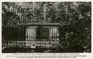 Fig Tree growing out of a tomb in Watford Churchyard Fig Tree growing out of a tomb in Watford Churchyard