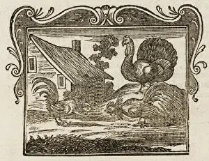 Antique Bird Illustrations Prints: Fighting Cocks & Turkey
