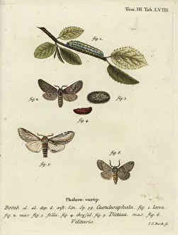 Figure of eight, swallow prominent and Drymonia Figure of eight, swallow prominent and Drymonia