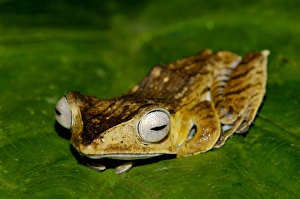 File-eared Tree Frog - hides among giant leaves File-eared Tree Frog - hides among giant leaves