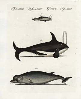 Fin whale, bottlenose dolphin and bottle-nosed whale Fin whale, bottlenose dolphin and bottle-nosed whale