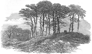Fir Trees on Hampstead Heath, London, 1871 Fir Trees on Hampstead Heath, London, 1871