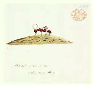 Prints of Watercolour 405 by the Port Jackson Painter, entitled Mong, from the Watling Collection Hymenoptera Prints: Fire Ant Watercolour Print by Mong from the Watling Collection