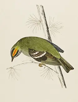 Prints of FIRE-CRESTED WREN (Regulus ignicapillus) sometimes called the FIRECREST An irregular visitor to Britain Pitheciidae Prints: Fire-Crested Wren Print