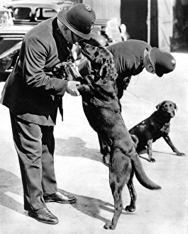 First Metropolitan Police-Dogs First Metropolitan Police-Dogs